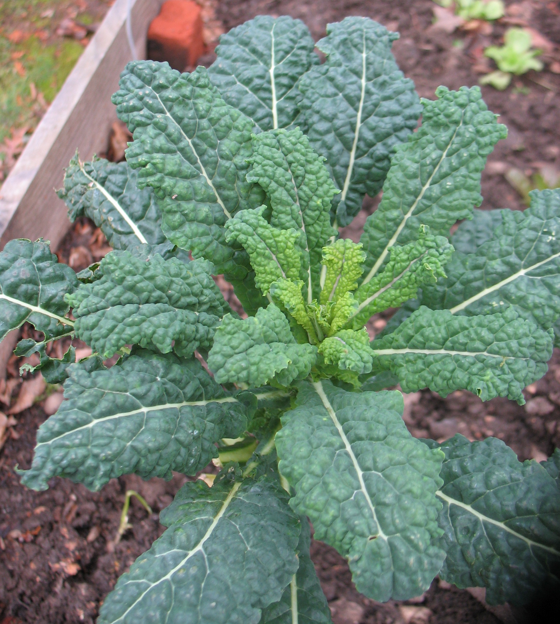 Kale Cook With What You Have