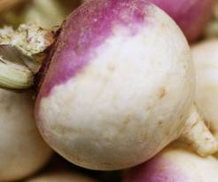turnip purple top