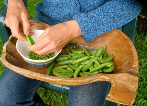SD Shelling Peas
