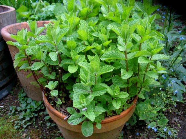 Spearmint