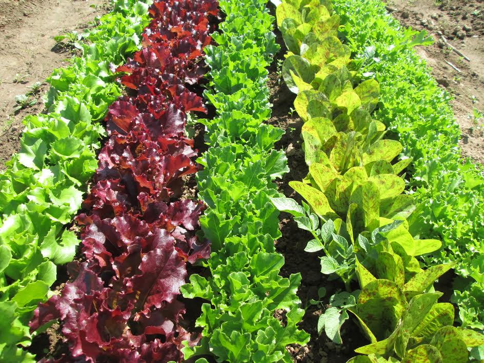 SIO Lettuces