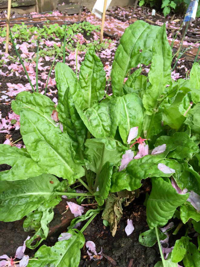 Sorrel in garden